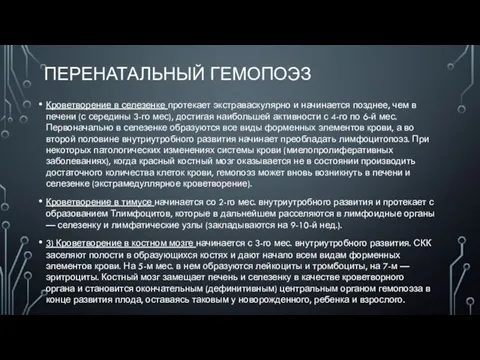 ПЕРЕНАТАЛЬНЫЙ ГЕМОПОЭЗ Кроветворение в селезенке протекает экстраваскулярно и начинается позднее, чем в