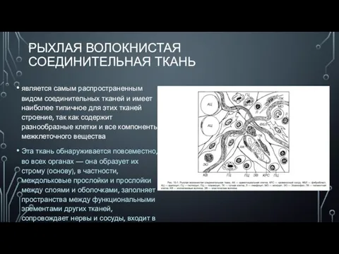 РЫХЛАЯ ВОЛОКНИСТАЯ СОЕДИНИТЕЛЬНАЯ ТКАНЬ является самым распространенным видом соединительных тканей и имеет