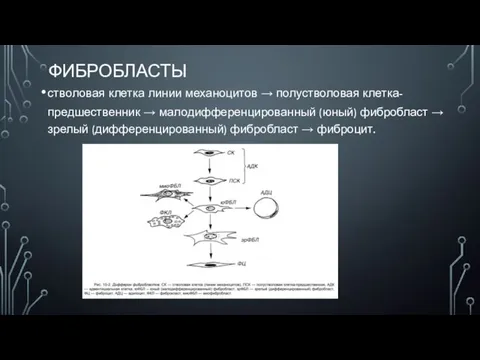 ФИБРОБЛАСТЫ стволовая клетка линии механоцитов → полустволовая клетка-предшественник → малодифференцированный (юный) фибробласт