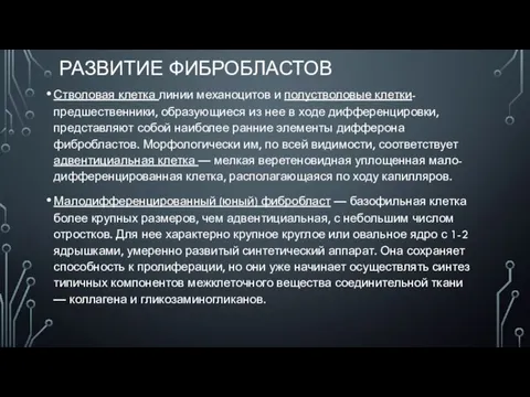 РАЗВИТИЕ ФИБРОБЛАСТОВ Стволовая клетка линии механоцитов и полустволовые клетки-предшественники, образующиеся из нее