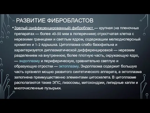 РАЗВИТИЕ ФИБРОБЛАСТОВ Зрелый (дифференцированный) фибробласт — крупная (на пленочных препаратах — более