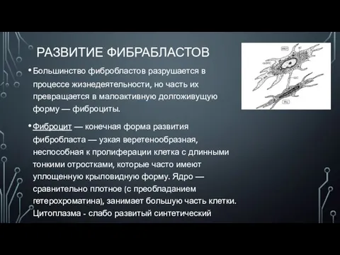 РАЗВИТИЕ ФИБРАБЛАСТОВ Большинство фибробластов разрушается в процессе жизнедеятельности, но часть их превращается