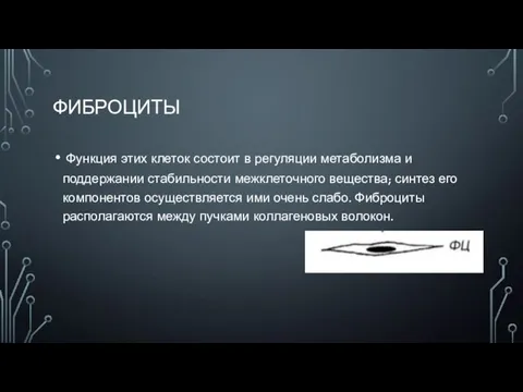 ФИБРОЦИТЫ Функция этих клеток состоит в регуляции метаболизма и поддержании стабильности межклеточного