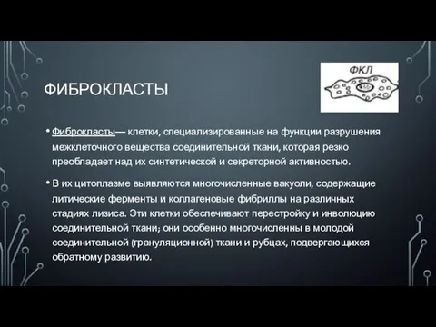 ФИБРОКЛАСТЫ Фиброкласты— клетки, специализированные на функции разрушения межклеточного вещества соединительной ткани, которая