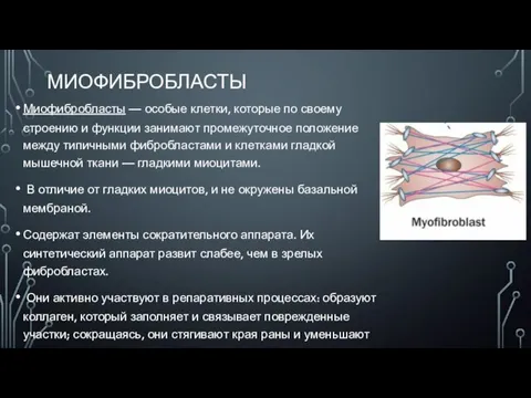 МИОФИБРОБЛАСТЫ Миофибробласты — особые клетки, которые по своему строению и функции занимают