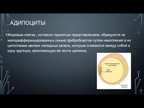 АДИПОЦИТЫ Жировые клетки , согласно принятым представлениям, образуются из малодифференцированных (юных) фибробластов