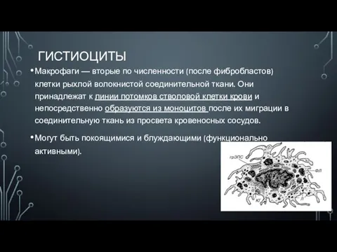 ГИСТИОЦИТЫ Макрофаги — вторые по численности (после фибробластов) клетки рыхлой волокнистой соединительной