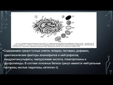 Содержимое гранул тучных клеток: гепарин, гистамин, дофамин, хемотаксические факторы эозинофилов и нейтрофилов,