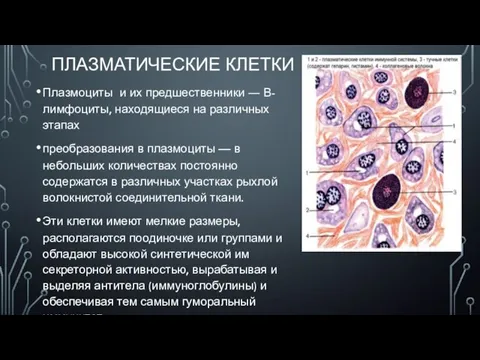 ПЛАЗМАТИЧЕСКИЕ КЛЕТКИ Плазмоциты и их предшественники ― В-лимфоциты, находящиеся на различных этапах