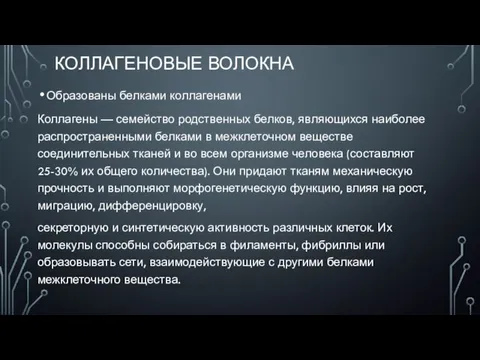 КОЛЛАГЕНОВЫЕ ВОЛОКНА Образованы белками коллагенами Коллагены — семейство родственных белков, являющихся наиболее