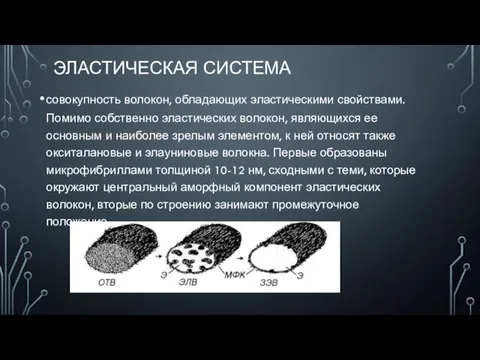 ЭЛАСТИЧЕСКАЯ СИСТЕМА совокупность волокон, обладающих эластическими свойствами. Помимо собственно эластических волокон, являющихся