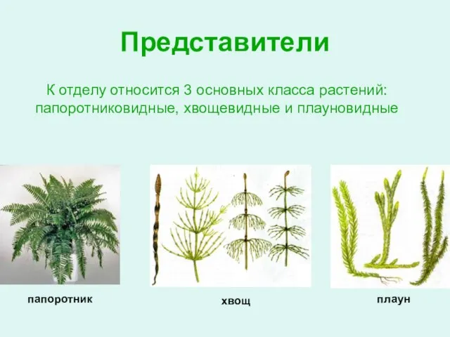 Представители К отделу относится 3 основных класса растений: папоротниковидные, хвощевидные и плауновидные папоротник хвощ плаун