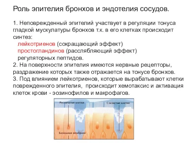 Роль эпителия бронхов и эндотелия сосудов. 1. Неповрежденный эпителий участвует в регуляции