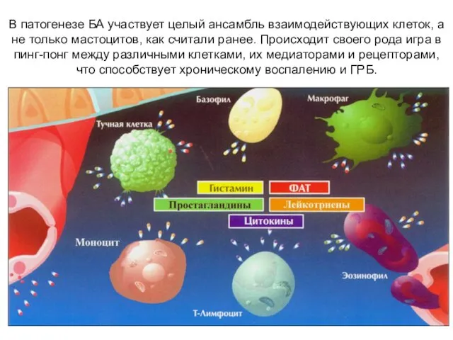 В патогенезе БА участвует целый ансамбль взаимодействующих клеток, а не только мастоцитов,