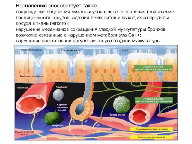 Воспалению способствует также: повреждение эндотелия микрососудов в зоне воспаления (повышение проницаемости сосудов,