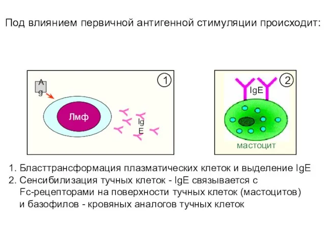 мастоцит IgE 1. Бласттрансформация плазматических клеток и выделение IgE 2. Сенсибилизация тучных