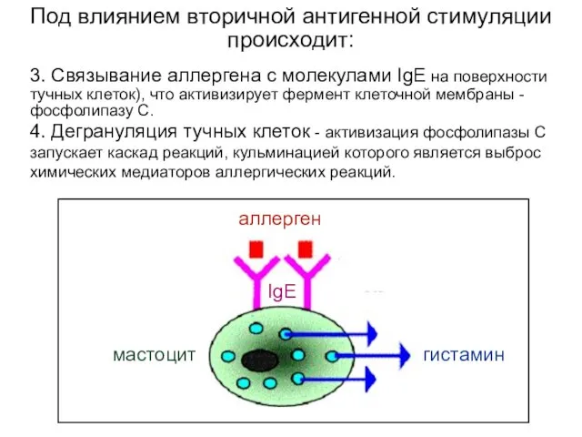 3. Связывание аллергена с молекулами IgE на поверхности тучных клеток), что активизирует