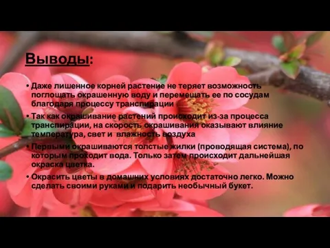 Выводы: Даже лишенное корней растение не теряет возможность поглощать окрашенную воду и