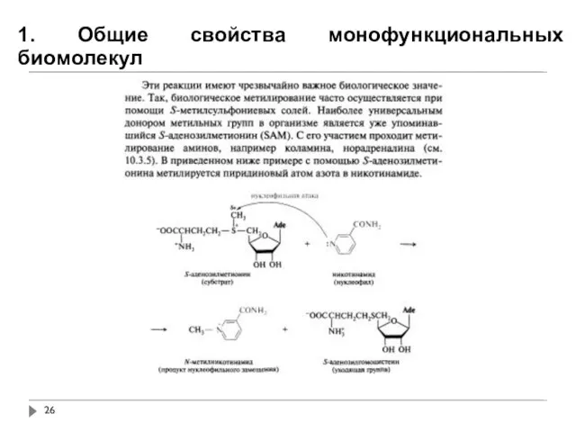 1. Общие свойства монофункциональных биомолекул