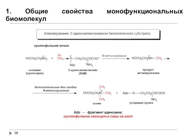 1. Общие свойства монофункциональных биомолекул