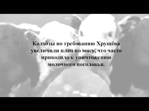 Колхозы по требованию Хрущёва увеличили план по мясу, что часто приводило к уничтожению молочного поголовья.