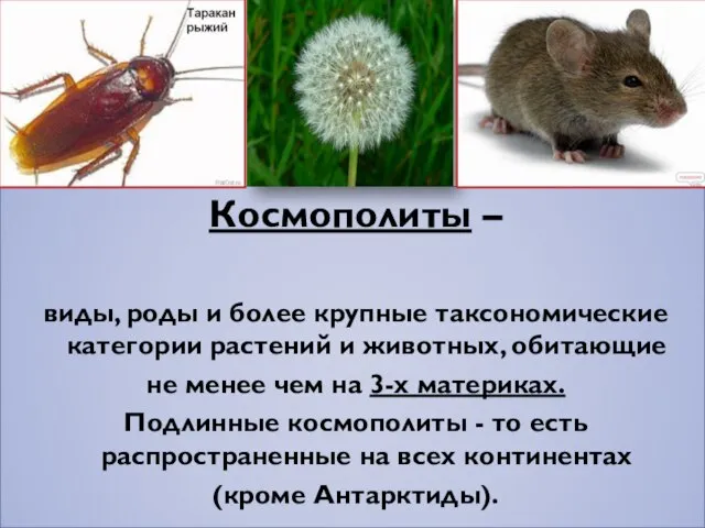 Космополиты – виды, роды и более крупные таксономические категории растений и животных,