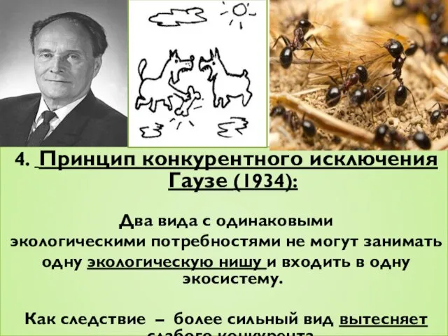 4. Принцип конкурентного исключения Гаузе (1934): Два вида с одинаковыми экологическими потребностями