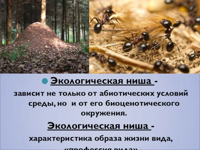 Экологическая ниша - зависит не только от абиотических условий среды, но и