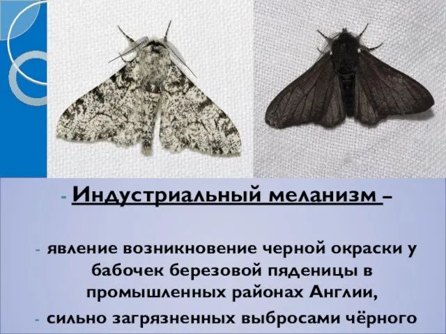 Индустриальный меланизм – явление возникновение черной окраски у бабочек березовой пяденицы в