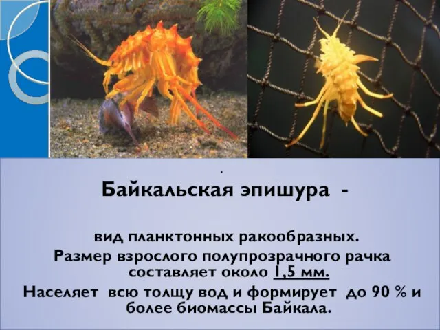 . Байкальская эпишура - вид планктонных ракообразных. Размер взрослого полупрозрачного рачка составляет