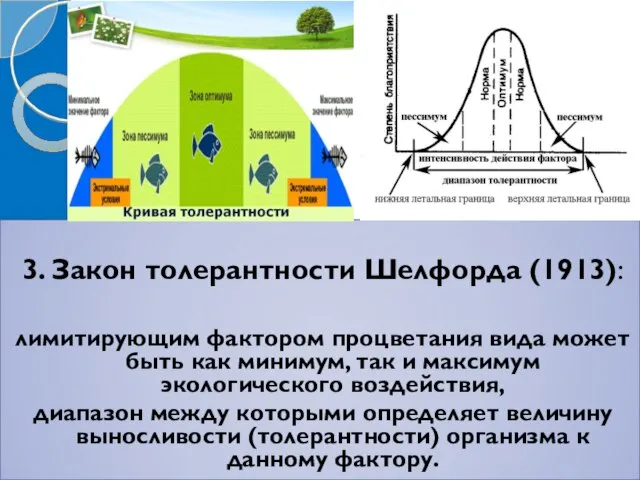 3. Закон толерантности Шелфорда (1913): лимитирующим фактором процветания вида может быть как