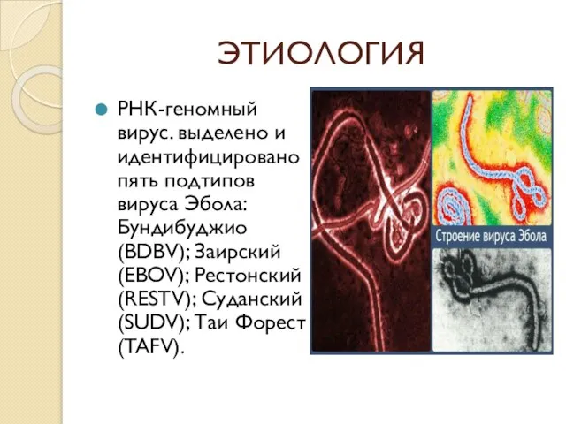 ЭТИОЛОГИЯ РНК-геномный вирус. выделено и идентифицировано пять подтипов вируса Эбола: Бундибуджио (BDBV);