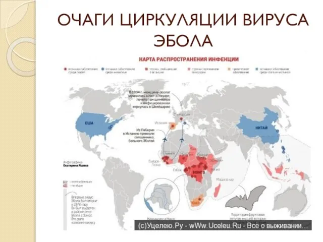 ОЧАГИ ЦИРКУЛЯЦИИ ВИРУСА ЭБОЛА