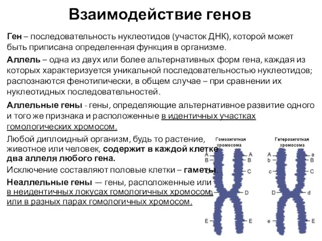 Взаимодействие генов Ген – последовательность нуклеотидов (участок ДНК), которой может быть приписана