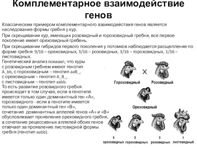 Комплементарное взаимодействие генов Классическим примером комплементарного взаимодействия генов является наследование формы гребня