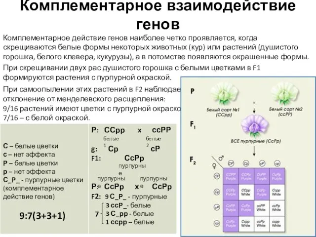 Комплементарное взаимодействие генов Комплементарное действие генов наиболее четко проявляется, когда скрещиваются белые