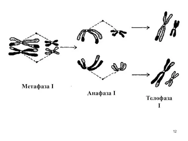 Метафаза I Анафаза I Телофаза I