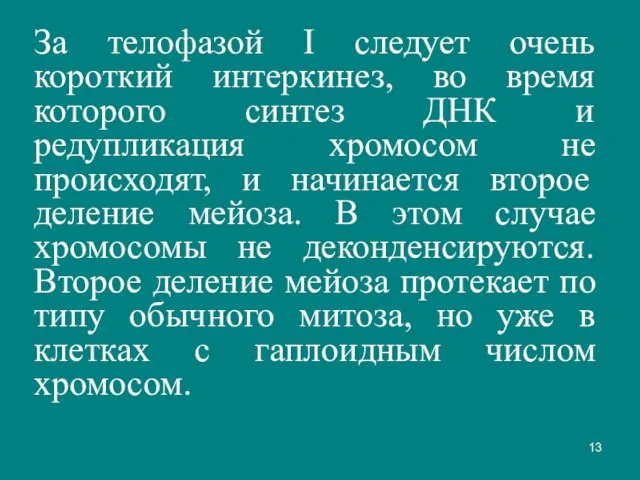 За телофазой I следует очень короткий интеркинез, во время которого синтез ДНК