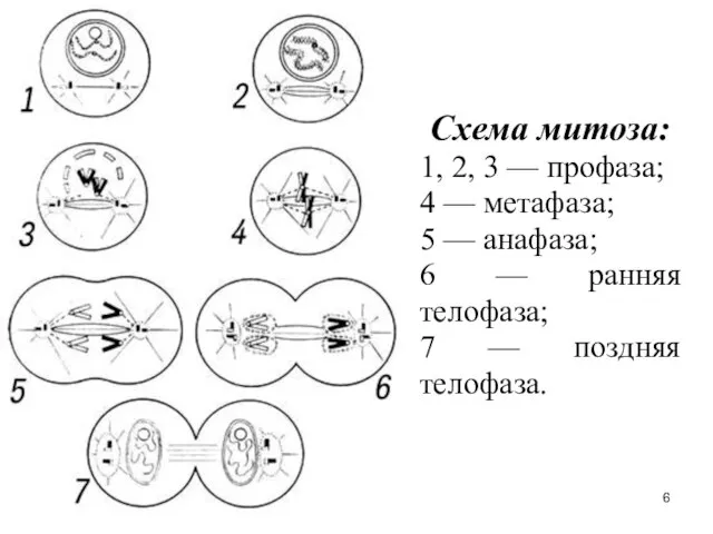 Схема митоза: 1, 2, 3 — профаза; 4 — метафаза; 5 —