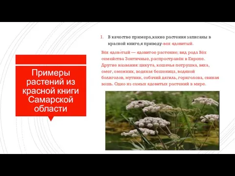 Примеры растений из красной книги Самарской области В качестве примера,какие растения записаны