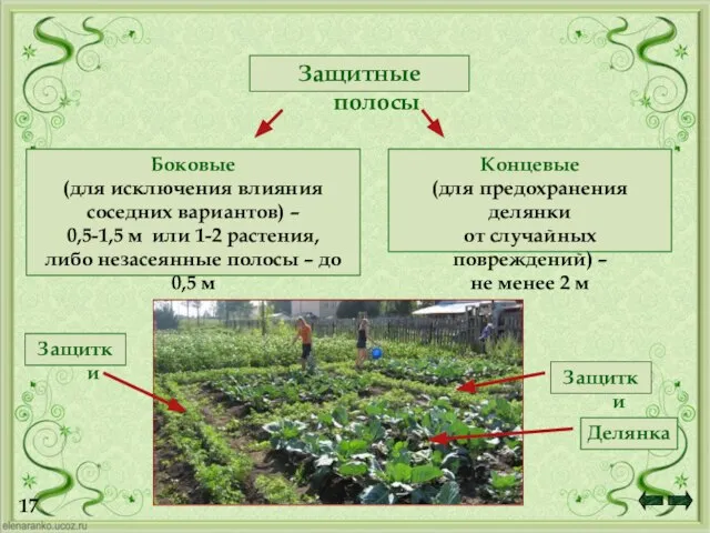 17 Боковые (для исключения влияния соседних вариантов) – 0,5-1,5 м или 1-2