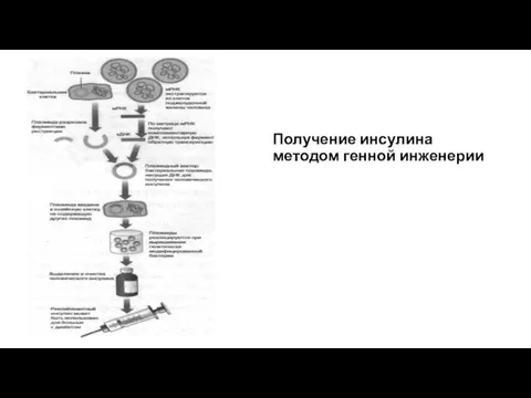 Получение инсулина методом генной инженерии