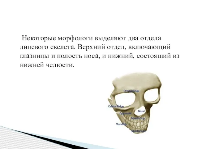 Некоторые морфологи выделяют два отдела лицевого скелета. Верхний отдел, включающий глазницы и