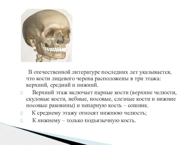В отечественной литературе последних лет указывается, что кости лицевого черепа расположены в