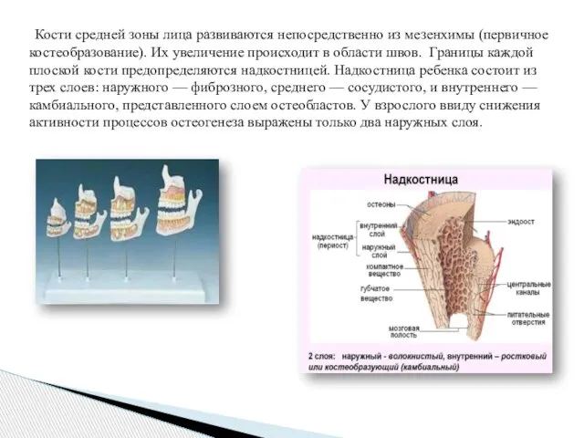 Кости средней зоны лица развиваются непосредственно из мезенхимы (первичное костеобразование). Их увеличение