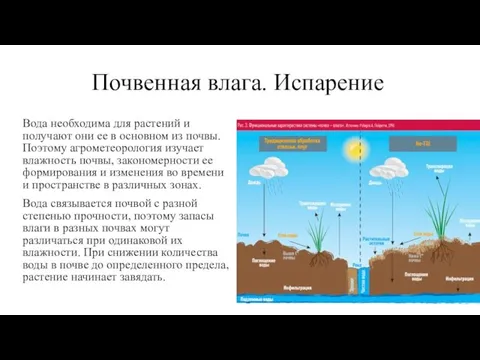 Почвенная влага. Испарение Вода необходима для растений и получают они ее в