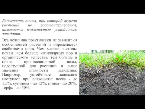 Влажность почвы, при которой тургор растений не восстанавливается, называется влажностью устойчивого завядания.