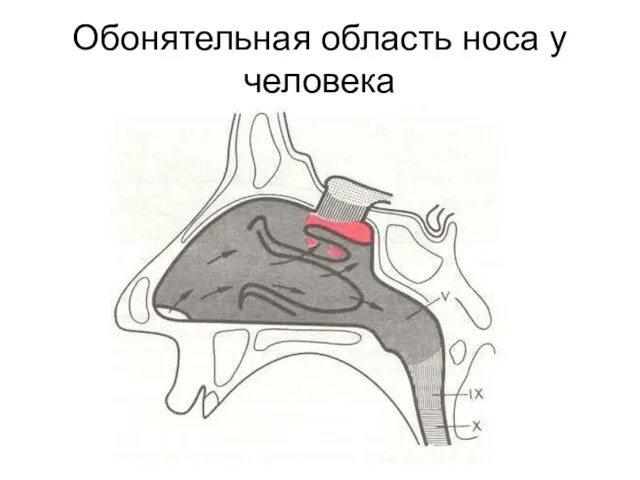 Обонятельная область носа у человека