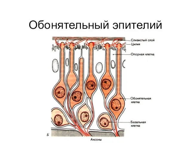 Обонятельный эпителий