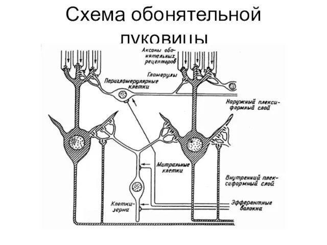 Схема обонятельной луковицы